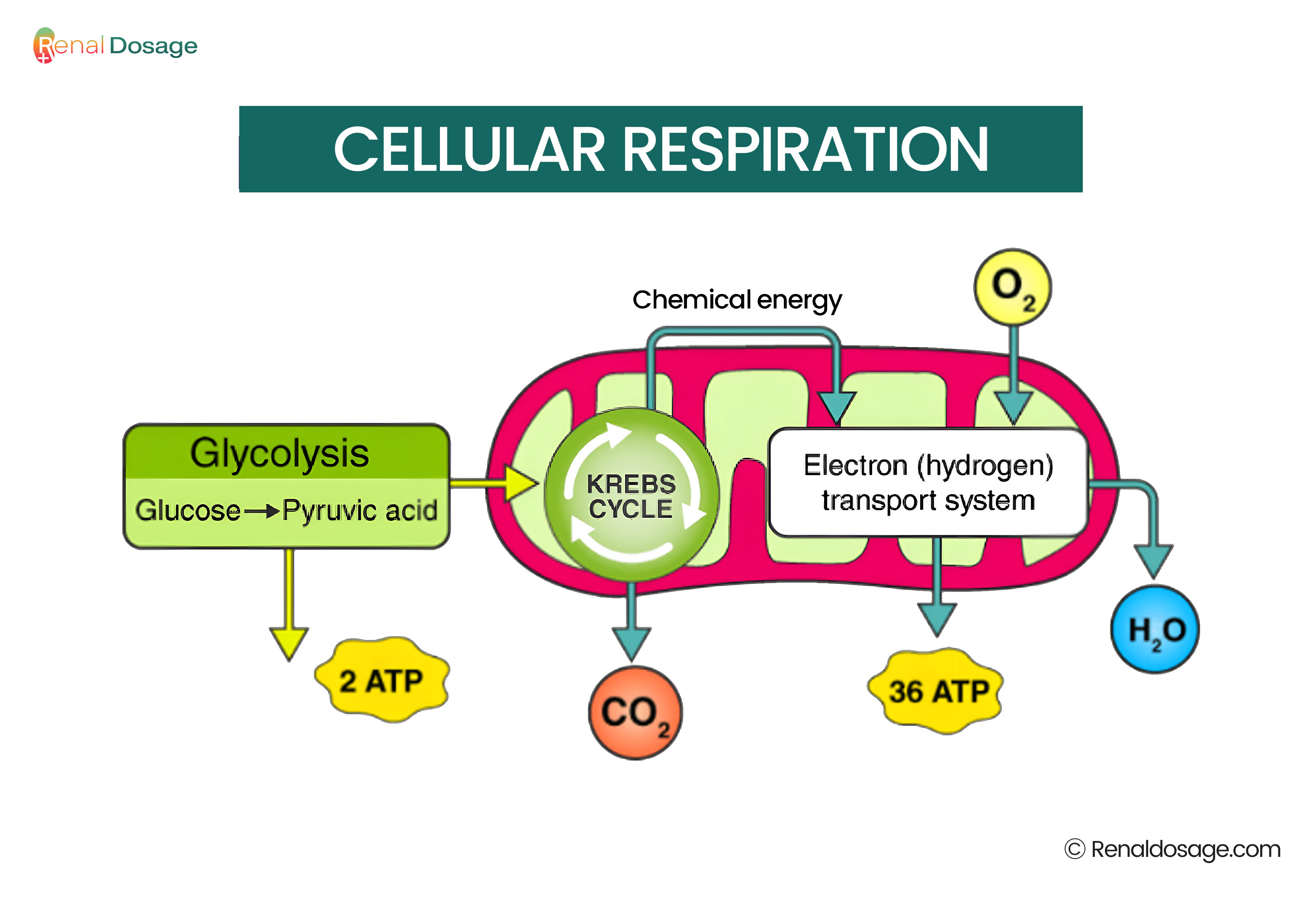 cellular respiration